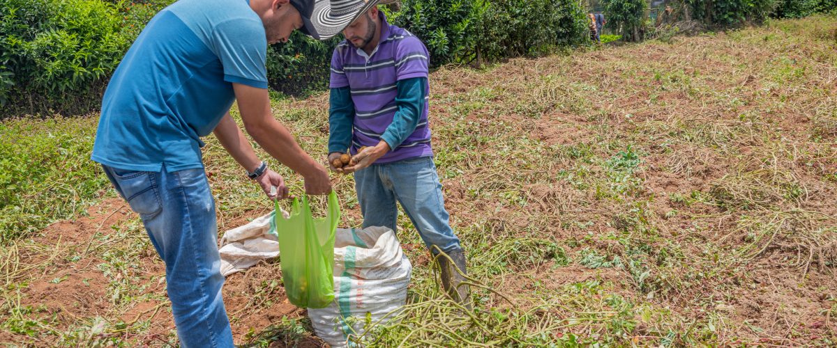 Campesinos cosechando
