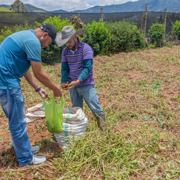 Campesinos cosechando