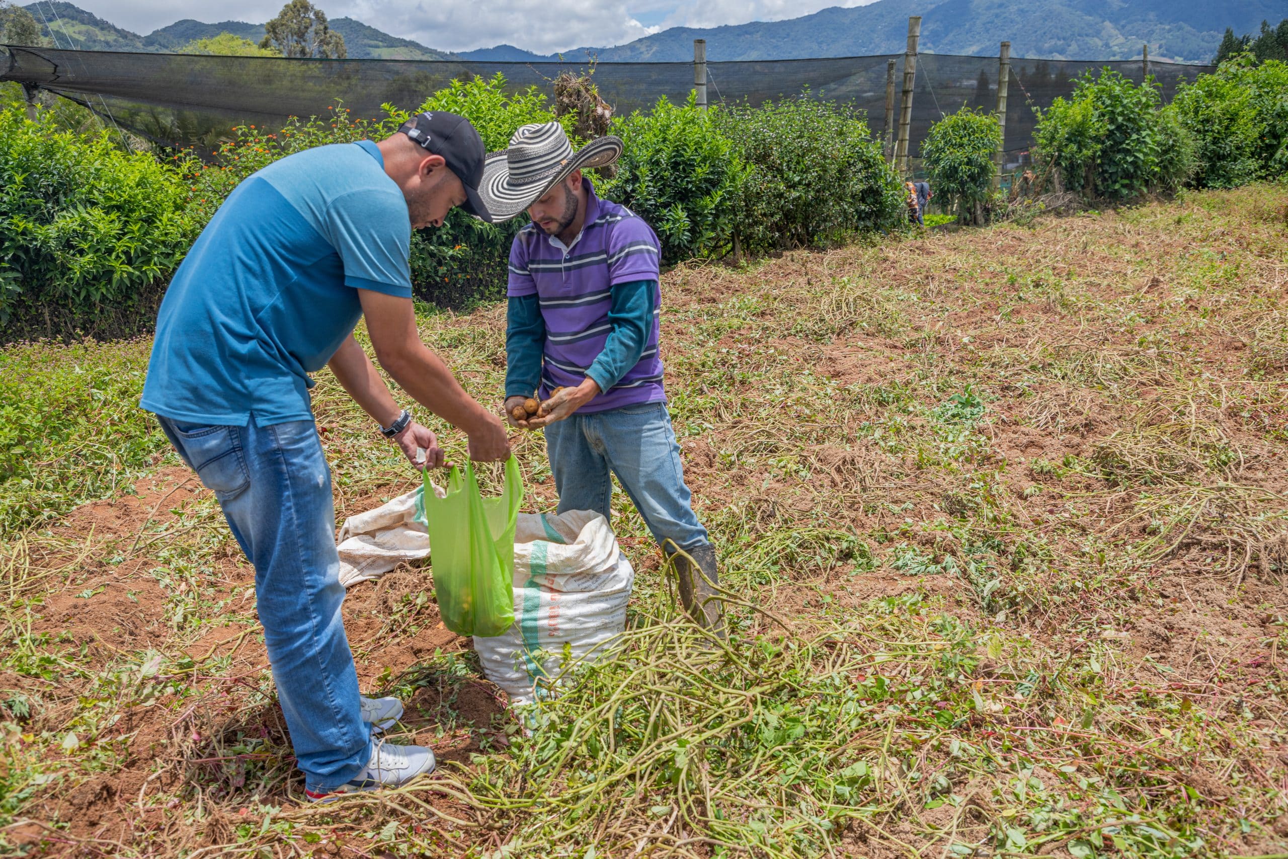 Campesinos cosechando